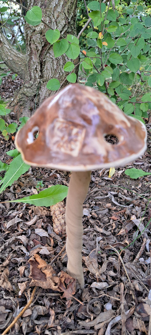 Hříbek s dirkami kytičkový — foto 3