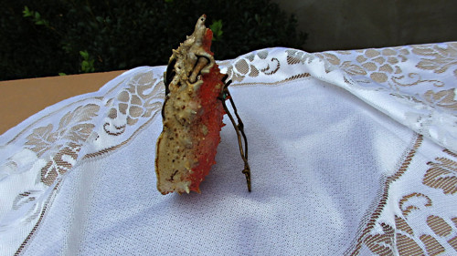 Exoskelet kraba — foto 5