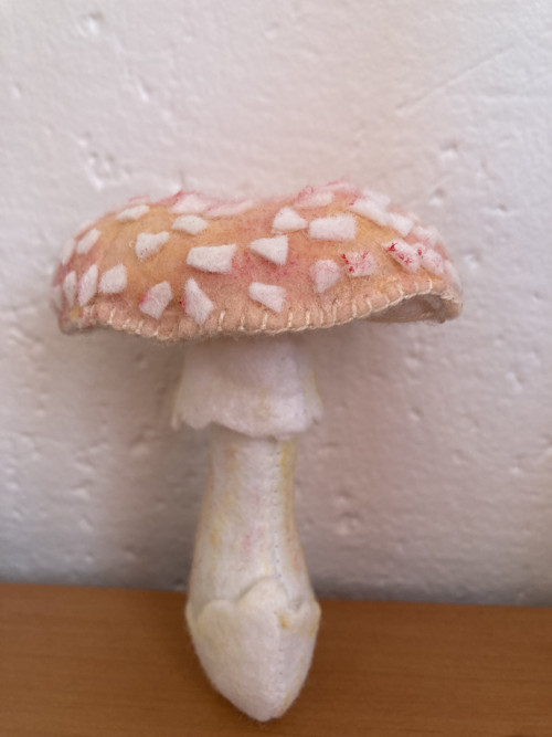 Muchomůrka růžovka — foto 5