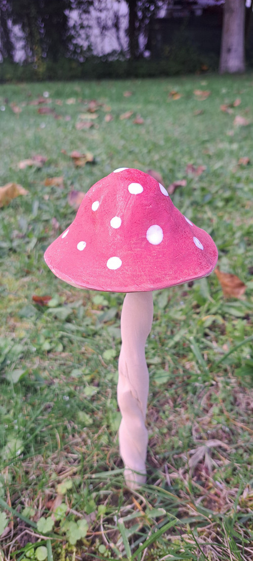 Muchomůrka široká 8-10cm průměr kloboučku — foto 3