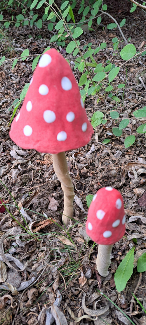 Muchomůrka široká 8-10cm průměr kloboučku — foto 4
