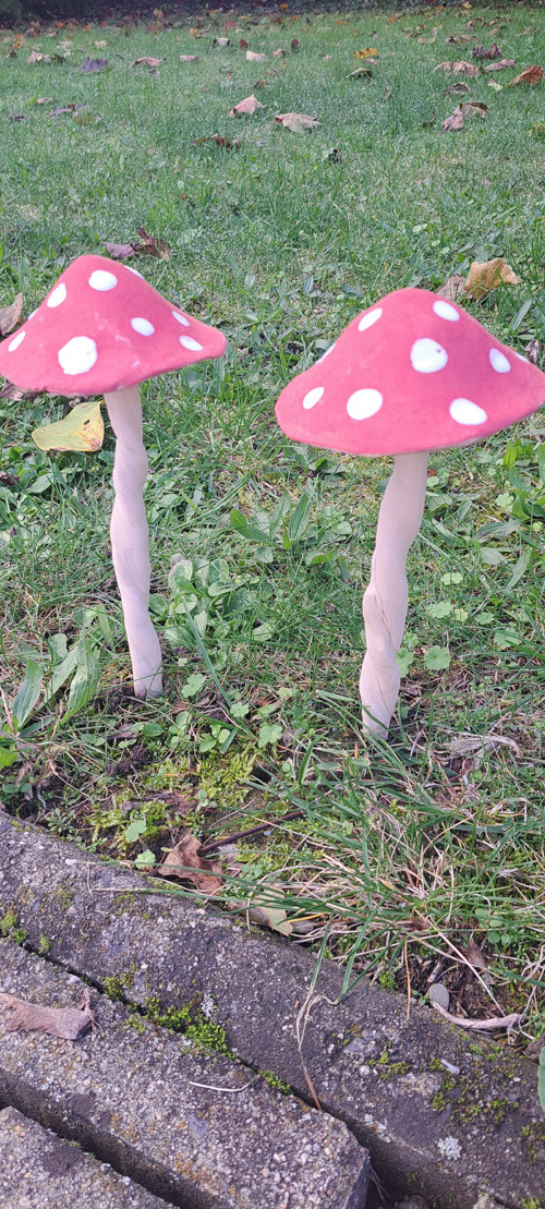 Muchomůrka široká 8-10cm průměr kloboučku — foto 2