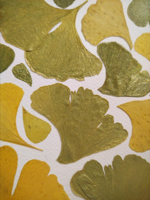 Obrázek Ginkgo — foto 2