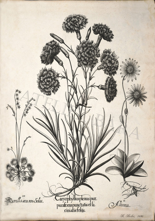 Z herbáře - hvozdík — foto 2