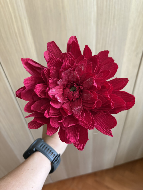 Dahlia Jiřinka — foto 2