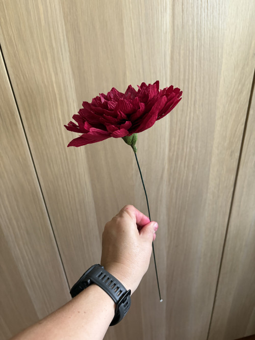 Dahlia Jiřinka — foto 3