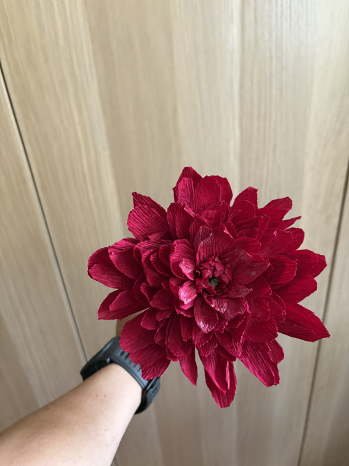 Dahlia Jiřinka — foto 4