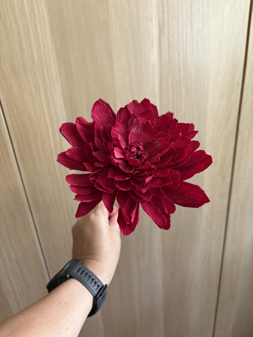 Dahlia Jiřinka — foto 5