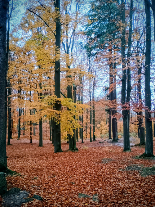 Podzimní prochazka — foto 3