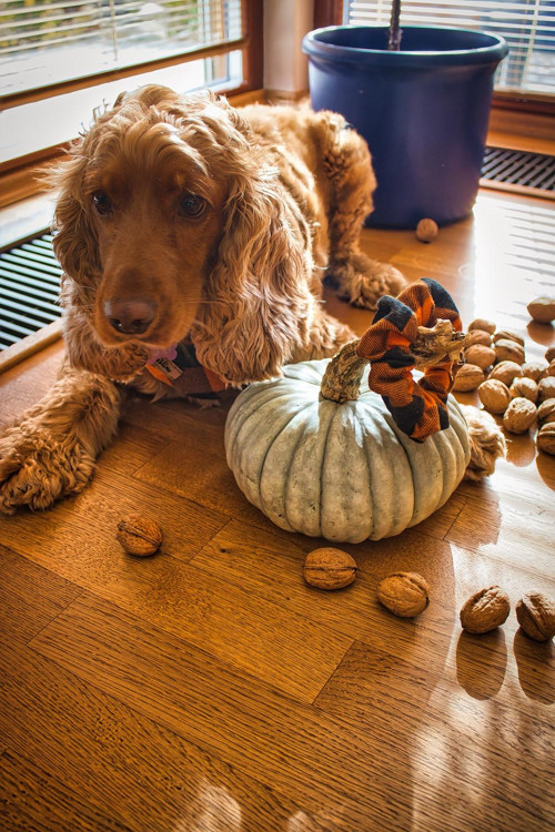Scrunchie gumička - Pumpkin spice — foto 2