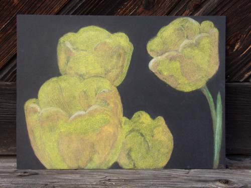 Tulipány — foto 3