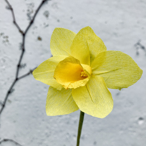 Udělej si sám - papírové narcisy 5ks — foto 3