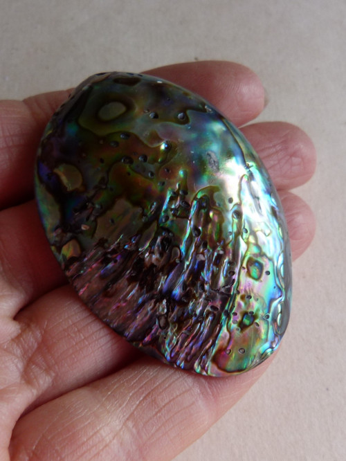 Perleť mušle Paua - 5,5 cm - Extra! (P1) — foto 3