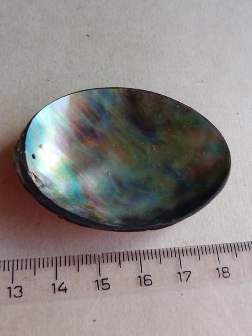 Perleť mušle Paua - 5,5 cm - Extra! (P1) — foto 5