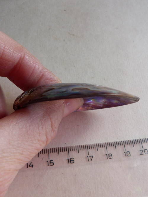 Perleť mušle Paua - 5,6 cm - Extra! (P2) — foto 6