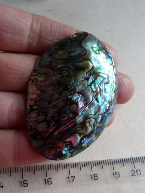 Perleť mušle Paua - 5,8 cm - Extra! (P3) — foto 5