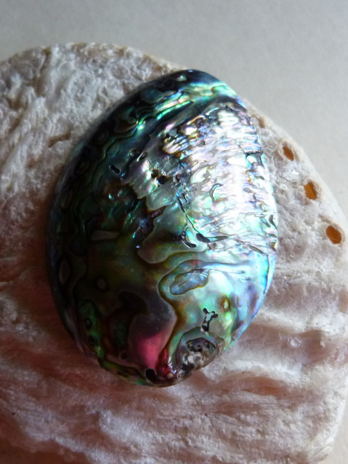 Perleť mušle Paua - 5,8 cm - Extra! (P3) — foto 3