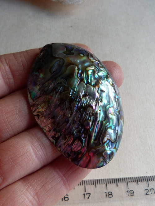 Perleť mušle Paua - 5,8 cm - Extra! (P3) — foto 2