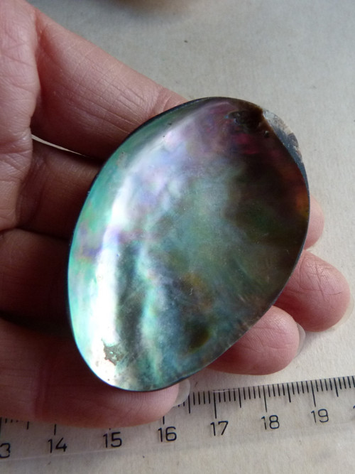 Perleť mušle Paua - 5,8 cm - Extra! (P3) — foto 4