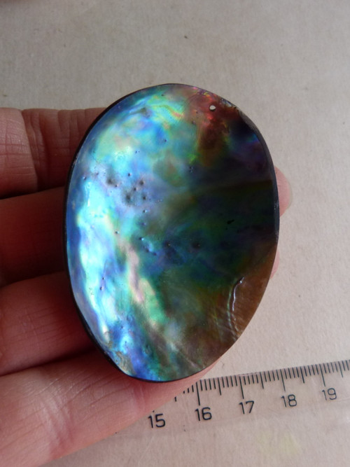 Perleť mušle Paua - 5,8 cm - Extra! (P4) — foto 4
