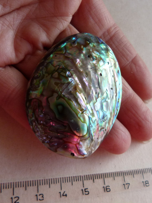 Perleť mušle Paua - 5,8 cm - Extra! (P4) — foto 2