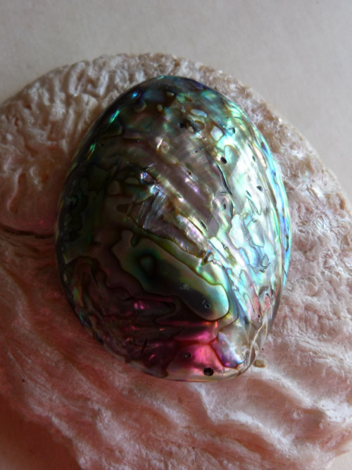 Perleť mušle Paua - 5,8 cm - Extra! (P4) — foto 5