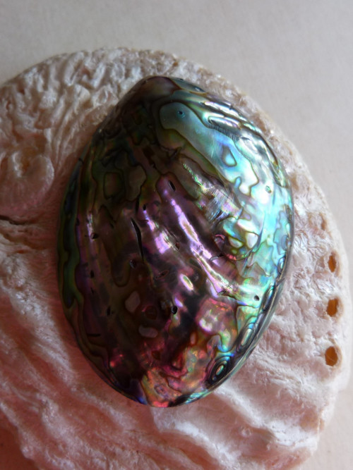Perleť mušle Paua - 5,8 cm - Extra! (P4) — foto 3