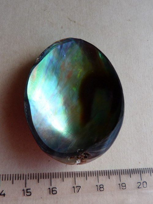 Perleť mušle Paua - 5,8 cm - Extra! (P5) — foto 3