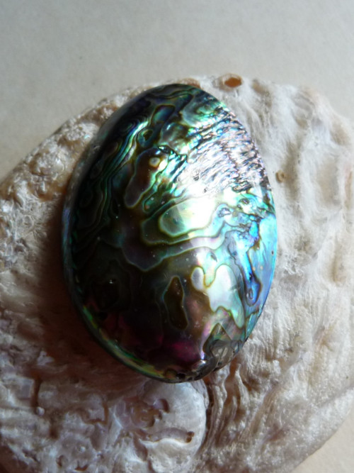 Perleť mušle Paua - 5,7 cm - Extra! (P6) — foto 4