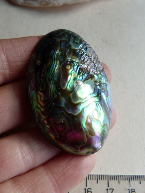 Perleť mušle Paua - 5,7 cm - Extra! (P6) — foto 3