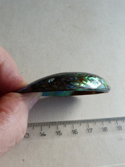 Perleť mušle Paua - 5,7 cm - Extra! (P6) — foto 6