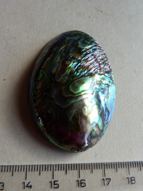Perleť mušle Paua - 5,7 cm - Extra! (P6) — foto 5