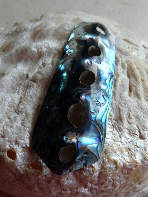 Perleť mušle Paua - 6 cm - Extra! — foto 5