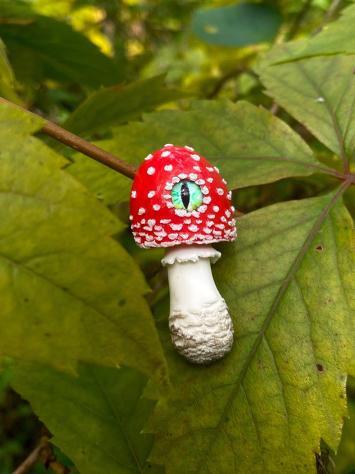 Fly Agaric — foto 3