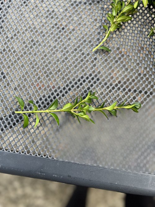 Buxus na výrobu věnce — foto 5