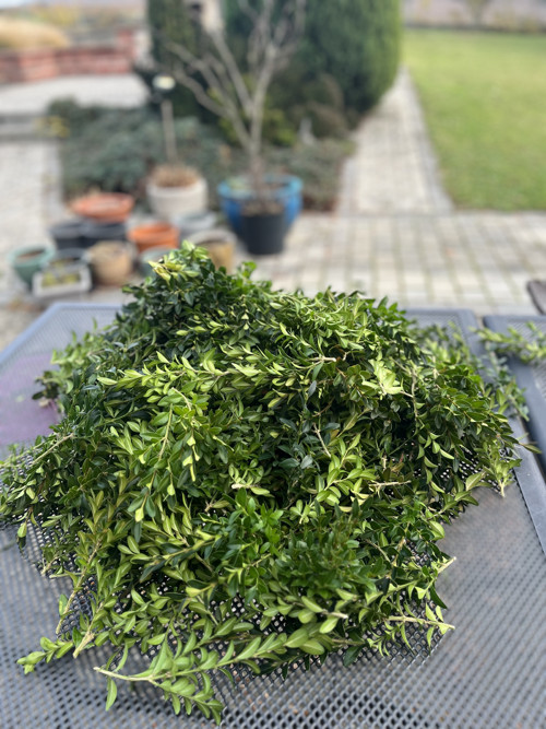 Buxus na výrobu věnce — foto 3
