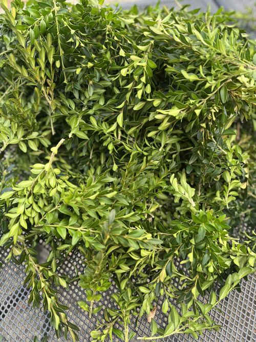 Buxus na výrobu věnce — foto 2