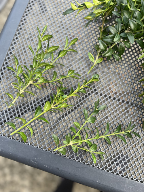 Buxus na výrobu věnce — foto 4