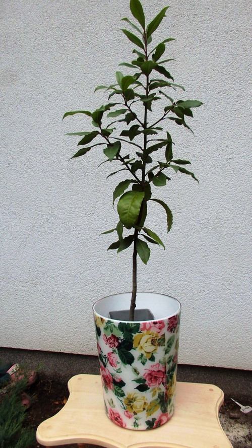 Samé růže — foto 2