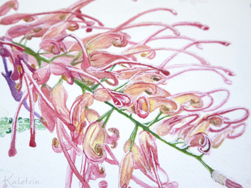 Tajemná Grevillea — foto 3