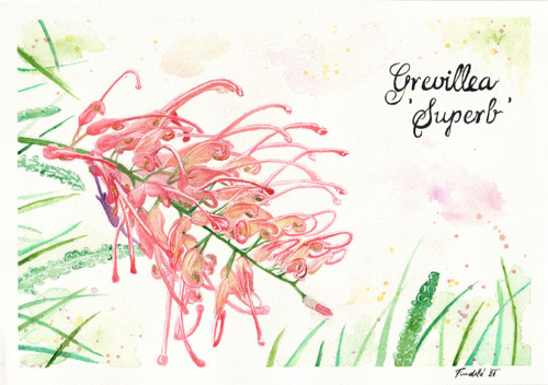 Tajemná Grevillea — foto 4