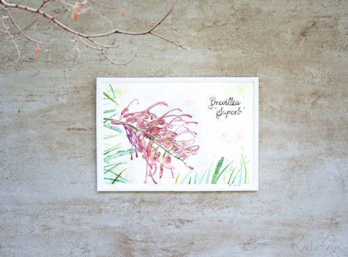 Tajemná Grevillea — foto 5