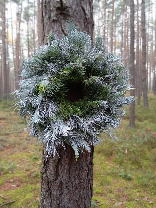 Sněhulák jedlový — foto 6