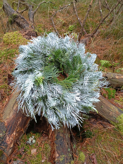 Sněhulák jedlový — foto 2
