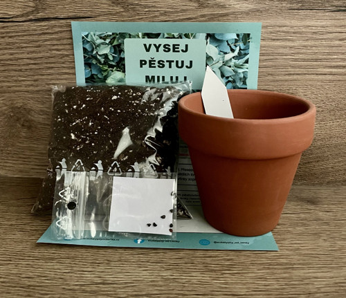 Pěstební balíček Eucalyptus polyanthemos ‘red box’ — foto 3