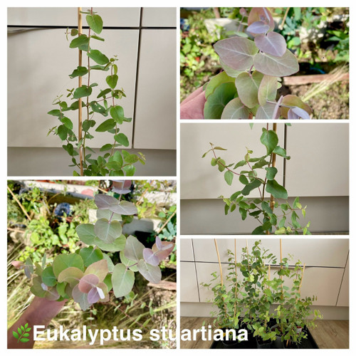 Pěstební balíček Eucalyptus stuartiana — foto 5