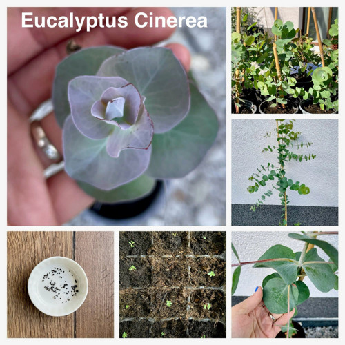 Pěstební balíček Eucalyptus cinerea ‘silver dollar — foto 3