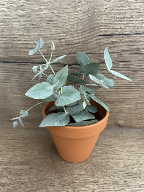 Pěstební balíček Eucalyptus cinerea ‘silver dollar — foto 5