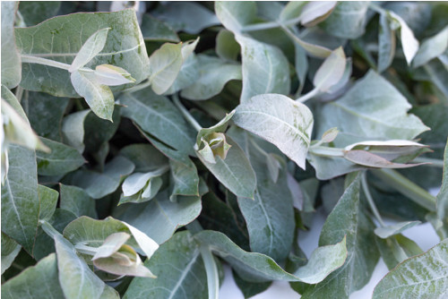 Pěstební balíček Eucalyptus globulus ‘blue gum’ — foto 4