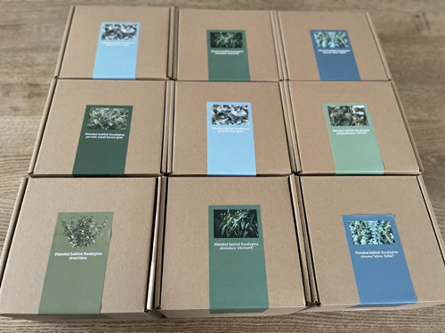 Pěstební balíček Eucalyptus globulus ‘blue gum’ — foto 6